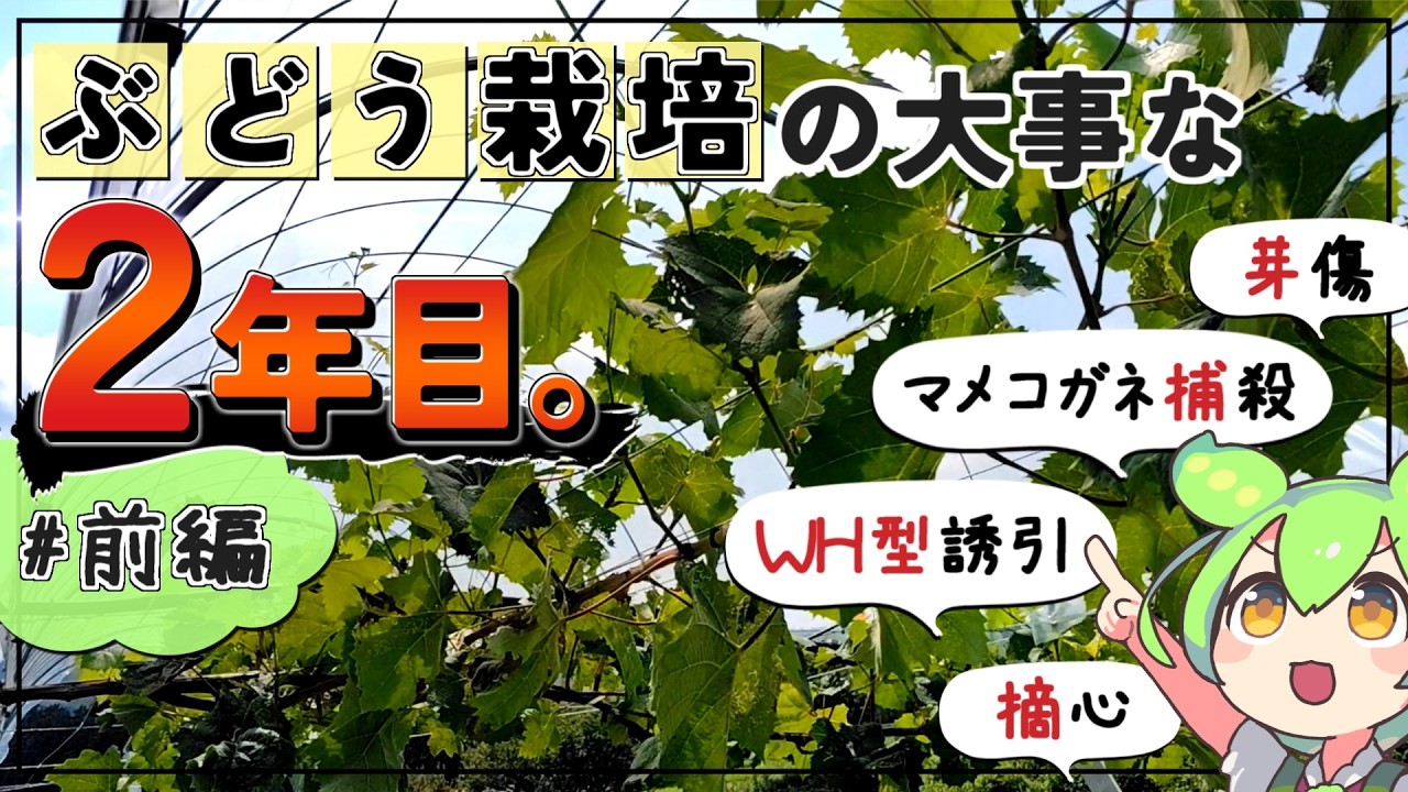 【ぶどう2年目の若木管理#前編】芽傷・WH型誘引・摘心・枝管理まで実作業で解説！【シャイン・クイーンニーナ・富士の輝】