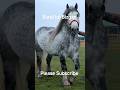 Surul lui Bizgan Mihai & Gabi din Volovăț Bucovina România 🇹🇩 #cai #horse #cavalo #pferde #animals