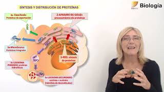 17- Biología.Sistema de endomembranas