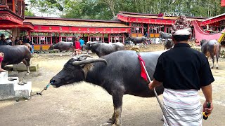 Part 2 MaPasa' Tedong Semua Kerbau Pemakaman Siambe' YK Barrang di Patua' 5 Juli 2025