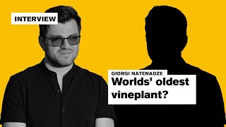 Interview with Giorgi Natenadze | Making Wine From Ancient Times | Call it Amber