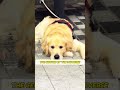 Dear diary😢🥺 #cute#dog#shortsvideo#dogshorts #doglove #dogs#pets#diary #attention #goldenretriever