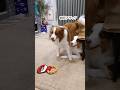 弟が遊んでくれないと顔にお尻を押し付ける姉犬が可愛い😂🍑【ボーダーコリー・オーストラリアンシェパード】#shorts