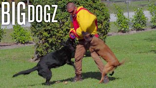 My 4 Year Old Trains $70K Protection Dogs To Attack | BIG DOGZ