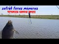 mancing nila setrek terus menerus bikin tetangga emosi #mancingnilaliaran