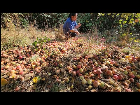 GRABI NAGKALAT ANG MANSANAS NAKITA KO HABANG NAGHAHANAP AKO NG GAGAMBA