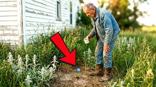 The Old Farmer Had $10 Left In His Pocket - Until a Strange Flower Appeared at His Garden