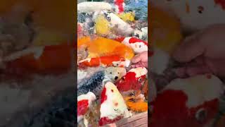 Comment apprivoiser les carpes kois avec l’Aquipond Koi Stick? Voici une demonstration et une