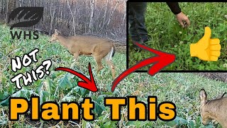 Best Year Round Food Source For Deer
