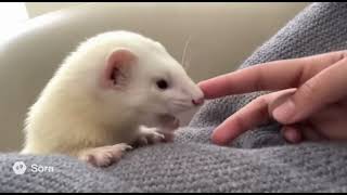 Animal Sounds Los Cerdos City And Countryside Book