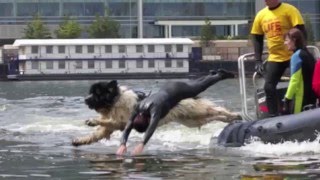 Whizz the Water Rescue Dog in Action in Canary Wharf