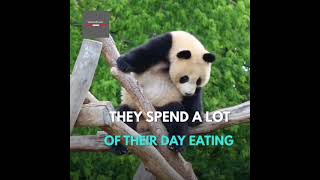 Panda Facts Fact Vertical Source