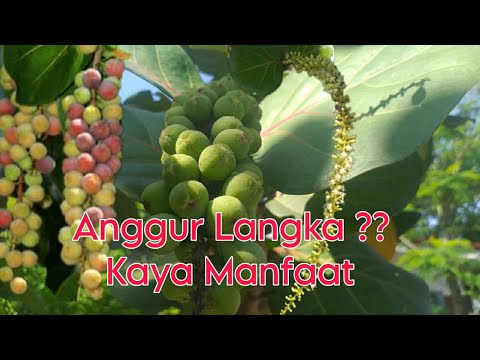 Anggur Laut