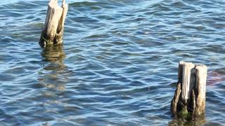 balade moto Sete Marseillan Cap d'agde