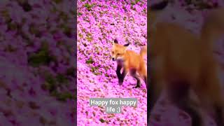 Happy Fox Happy Life #shorts #funny #love #animals