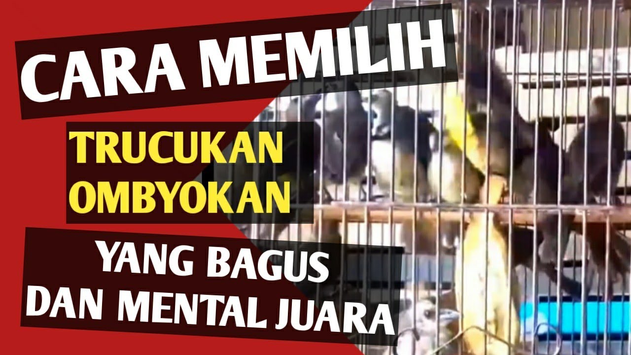 Cara Memilih Trucukan Ombyokan Yang Paling Bagus Dan Mental Juara