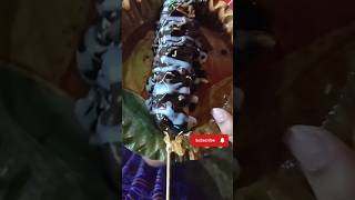 #nellorestreetfood#waffles#brownies#tasty#food#trending#viral#shortsfeed#shorts