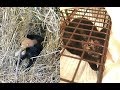 40度の猛暑の中、茂みの中で耐えていた猫の親子。優しいランナーが子猫を救出後、怯える母猫の元へ何度も足を運び親子全員を救う！【nekoの部屋】