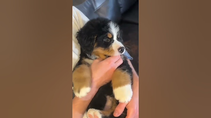小伯知道自己这么可爱吗#伯恩山犬 #伯恩山