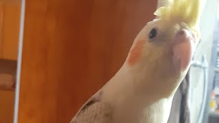 Atualizaçao Da Criaçao Expliquei Sobre A Calopissita