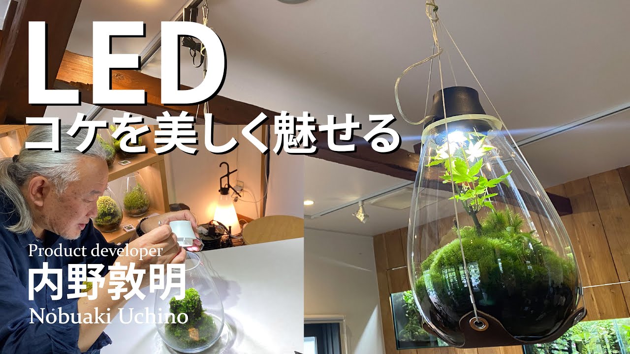 Moss Terrarium LED Light 【未使用】Mossarium Light LED Terrarium