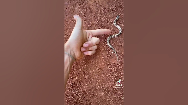 Western Hognose Snake playing dead!☠️