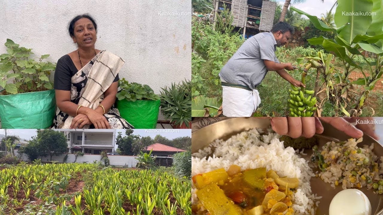 மாங்காய் குழம்பு! & கொத்தமல்லி சட்னி!! மஞ்சள் update 🌼✨