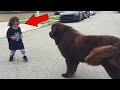 Boy Yells At Dog – Pay Close Attention To The Dog’s Reaction