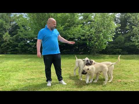 Video: Köpek Eğitiminde Diferansiyel Takviye Programları