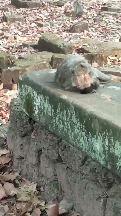 VID20241231165514 monkey 15