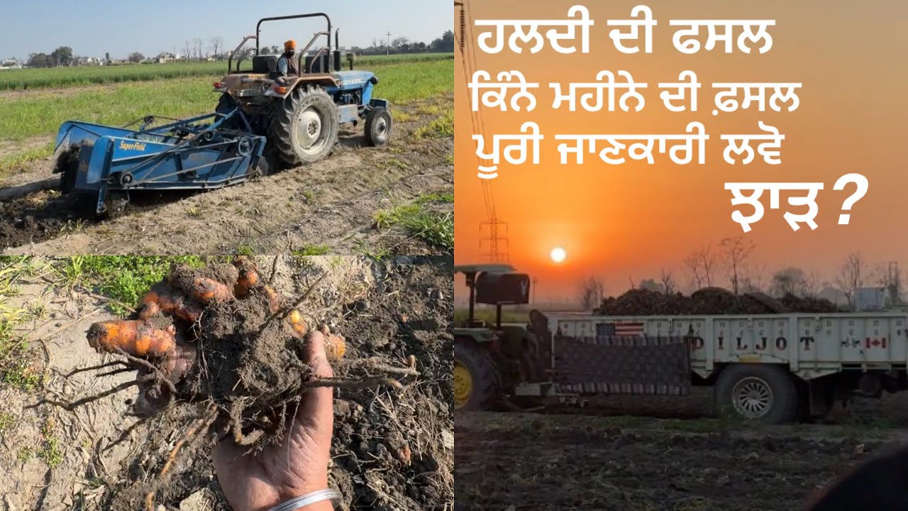 ਹਲਦੀ ਦਾ ਝਾੜ• ਕਿੰਨਾ ਟਾਈਮ ਦੀ ਫ਼ਸਲ• ਸੁਣੋ ਪੂਰੀ ਜਾਣਕਾਰੀ• Part-1