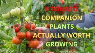🌿 9 Tomato Companion Plants ACTUALLY Worth Growing | Boost Growth, Repel Pests & Improve Flavor!