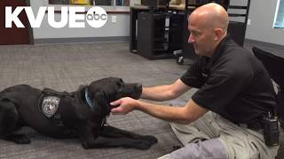 Meet Cedar Park polices new wellness K-9