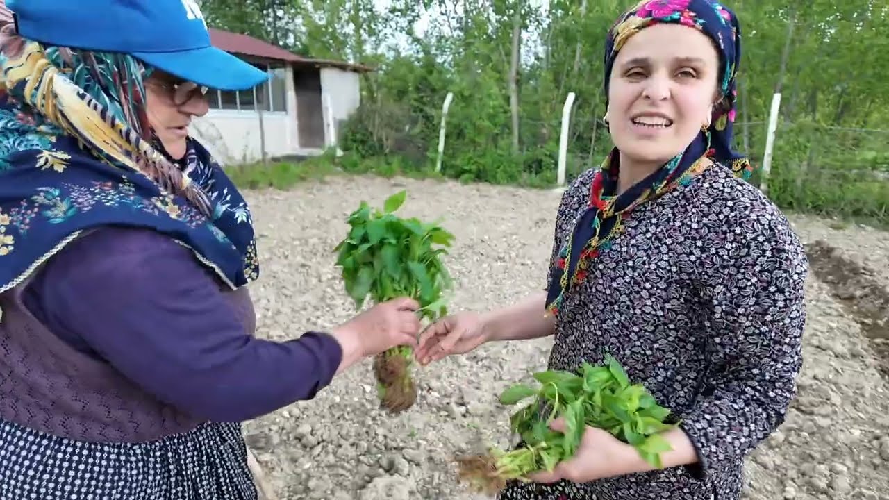 Bahçede mangal yağmurlu bir gün öğlen yemeği fide diktik