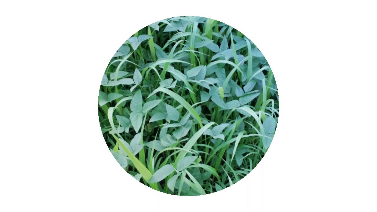 This Summer at Sanjevani Khamar.