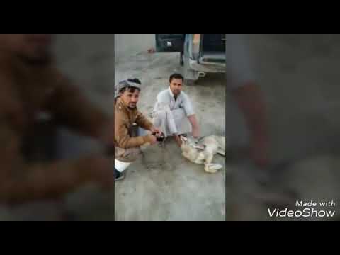 مطارده الذئب في صحراء الوركاء