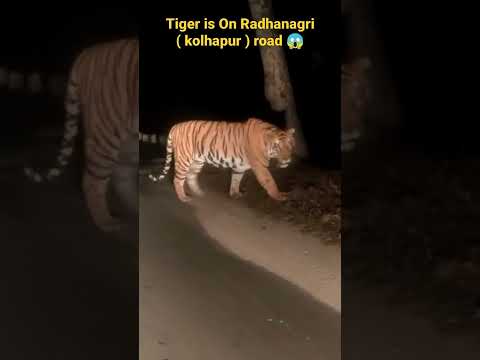 असा वाघ तुम्ही कधी पाहिला आहे का 😲😱 tiger on the road #viral #कोल्हापूर #shorts