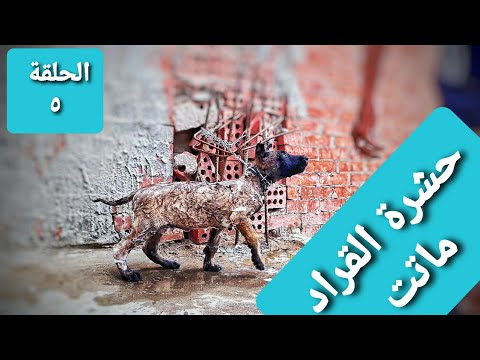 فيديو: 5 علامات تشير إلى أن الكلب لديه قراد