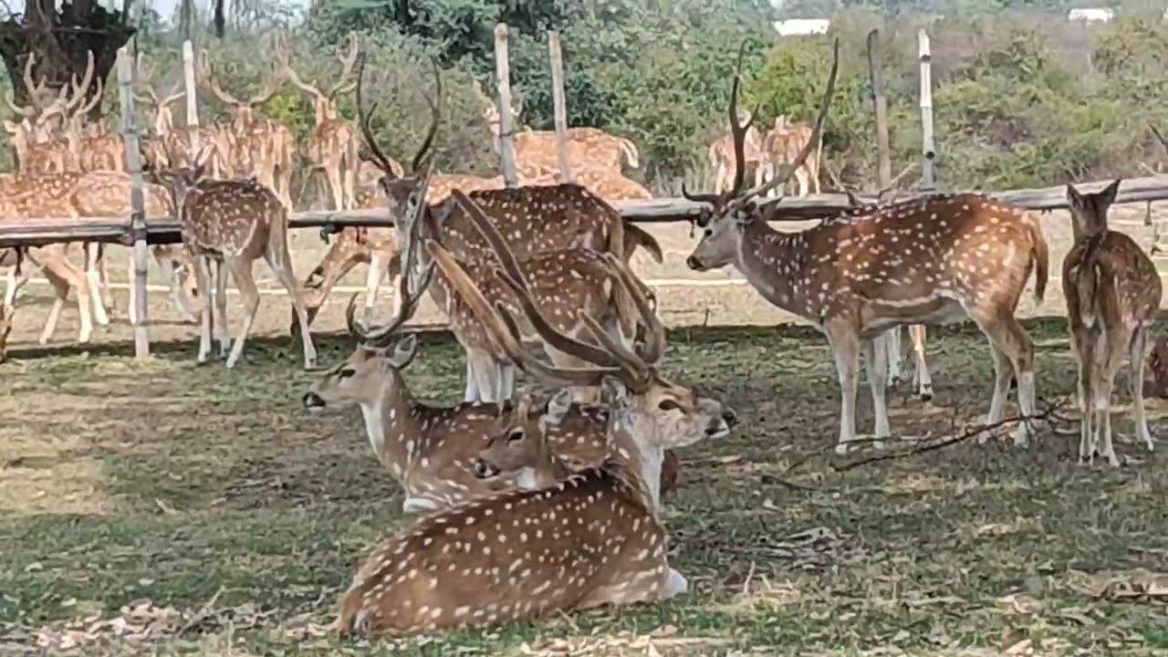 Dear, bear, tiger, 🦁 tiger, 🐅🐯🐅, dear video, bear video ,tiger video,