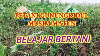 MUSIM TANDUR DAN MATUN PETANI GUNUNGKIDUL,BERSAMA MBAH MARTO