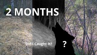 I Left My Trailcam In The Woods For 2 Months | Here Is What I Caught