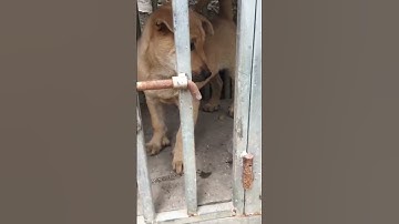 bát long cẩu huyền đề kép cả 4 chân vàng tuyền đốm lưỡi đực.6kg