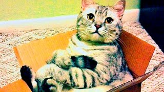 Cats Like Boxes Cats In Boxes Compilation Funny Cat 12