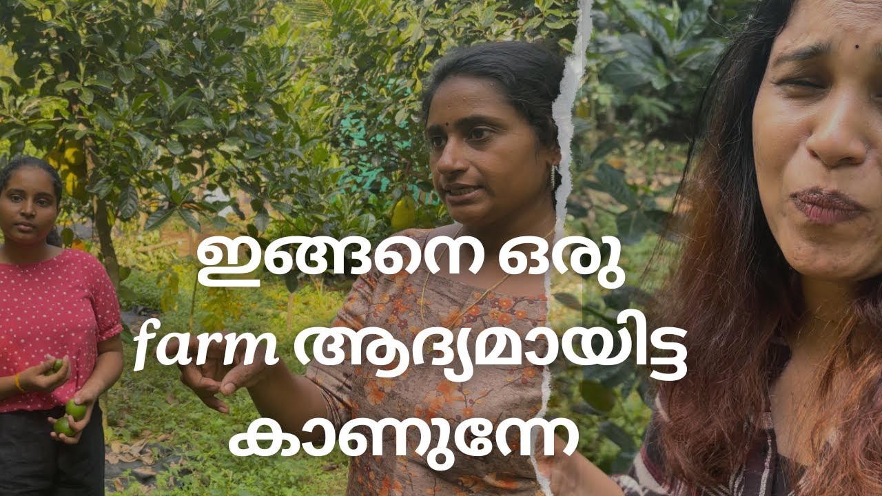 Sneha Organic Farm കൃഷി കാഴ്ചകൾ@Jithashinsho