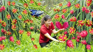 Harvest Dragon Fruit Garden Make Dragon Fruit cake with grated coconut Go to the market to sell