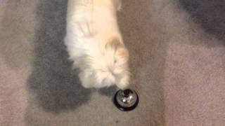 Obi rings the desk bell! by Obi and Owen- Maltese 399 views 11 years ago 12 seconds