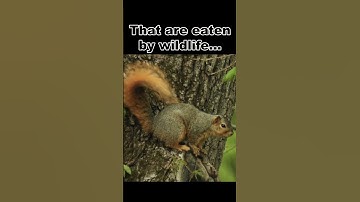 Hazelnuts Are Super Shrubs!