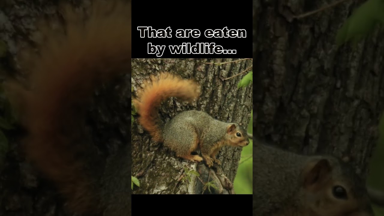 Hazelnuts Are Super Shrubs!