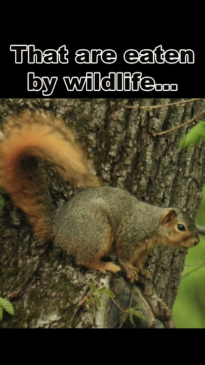 Hazelnuts Are Super Shrubs!