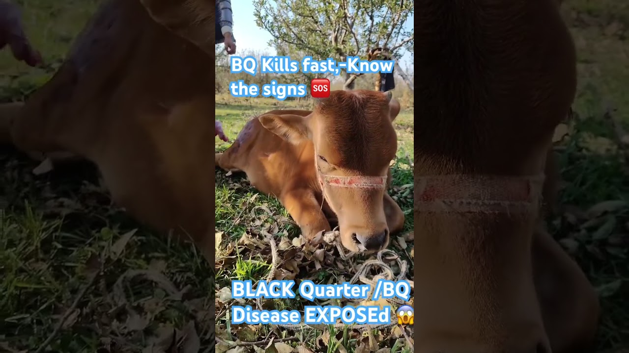 BQ in COW|Black leg| fatal disease |Dryounis|Drshahid| 